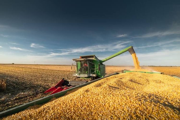 La Bolsa de Chicago inicia la semana en alza tras el deterioro de los cultivos en Estados Unidos y los primeros datos del Crop Tour