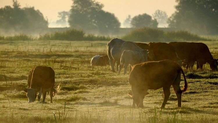 Sanidad animal: el SENASA actualiza la normativa del Plan Nacional contra la garrapata del bovino