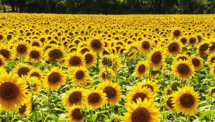 El girasol avanza con 23,4% de siembra y una molienda que creció 25,4% en el año