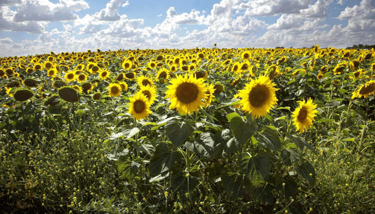 Molienda de girasol y trigo rumbo a un récord en la campaña 2025/26