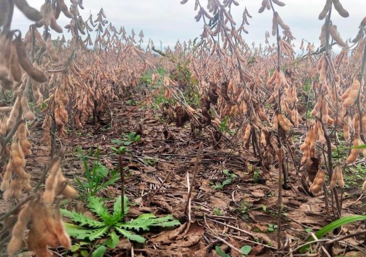 La humedad y las lluvias demoran la cosecha de maíz, mientras la siembra fina ingresa en su tramo final