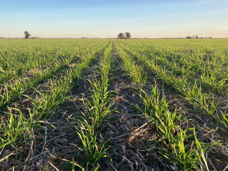 La suba internacional de fertilizantes generó un sobrecosto importador de USD 180 millones en el primer semestre