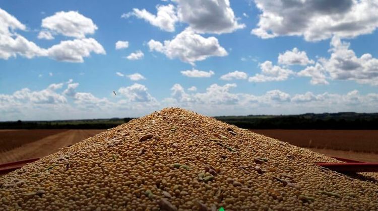 Una tregua diplomática en Medio Oriente y el abaratamiento del crudo empujan a la baja las cotizaciones en Chicago