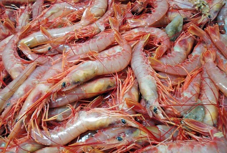 El Consejo Federal Pesquero cerró la Subárea 8 y evalúa dar por terminada la pesca de langostino en el área de veda
