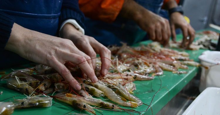 El INIDEP sienta las bases técnicas para fijar una Captura Máxima Permisible de langostino
