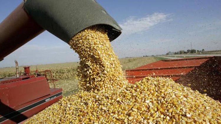 La comercialización de maíz 2025/26 alcanza 36,75 millones de toneladas