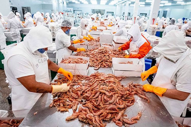 La Secretaría de Agricultura, Ganadería y Pesca aprobó el nuevo protocolo de calidad para langostinos congelados a bordo