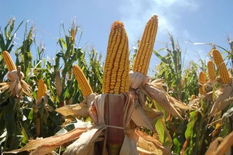 La cosecha registra demoras históricas mientras la siembra de trigo entra en la recta final
