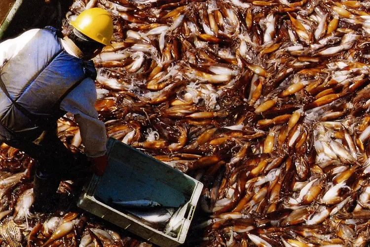 Las exportaciones pesqueras superaron los USD 1.000 millones entre enero y mayo, con el calamar y el langostino como motores
