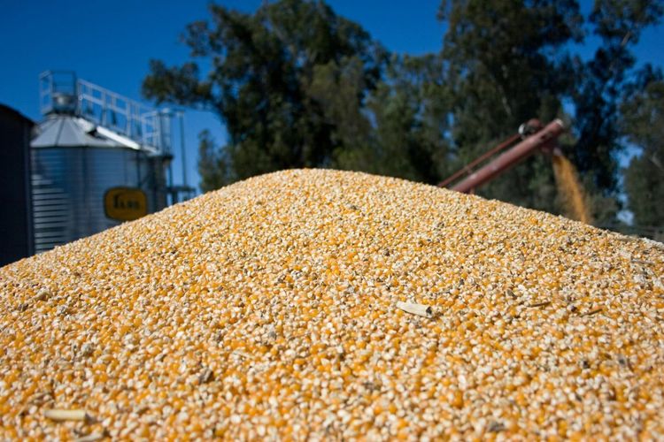 La cosecha de maíz alcanza un récord histórico de 71,5 millones de toneladas
