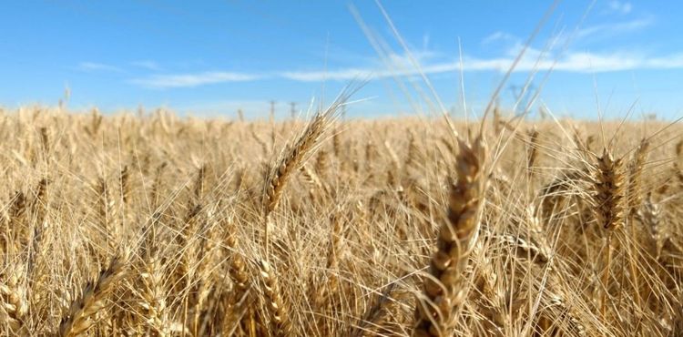 Las exportaciones de poroto y aceite de soja marcaron máximos de cinco años en mayo