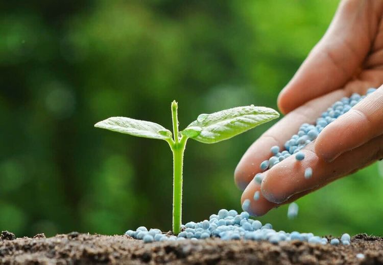 Córdoba: El Poder Germinativo de las semillas de soja mejoró un 20% para la campaña 2026/27