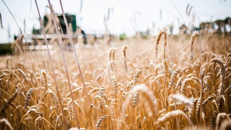 La campaña invernal de La Pampa quedó atada a las lluvias de primavera