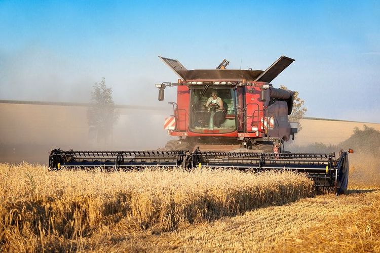 La siembra de trigo alcanza el 92% a nivel nacional mientras la trilla de maíz proyecta 64 millones de toneladas