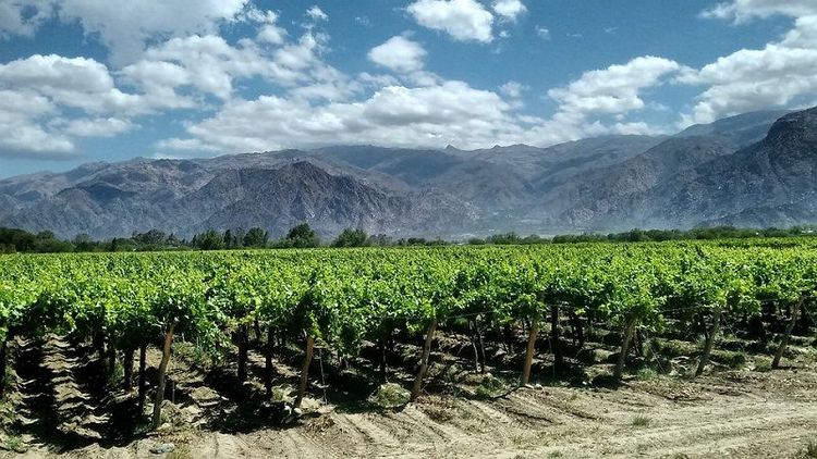 En la mitad de las provincias argentinas, la agroindustria representa más del 70% del total exportado