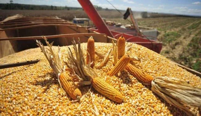 Resta comercializar el 30% de la cosecha de trigo mientras las tensiones en el Mar Negro impulsan los precios de la nueva campaña